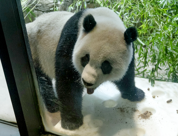 Giant panda Xiao Qi Ji roams in his enclosure at the Smithsonian National Zoo in Washington, D.C.