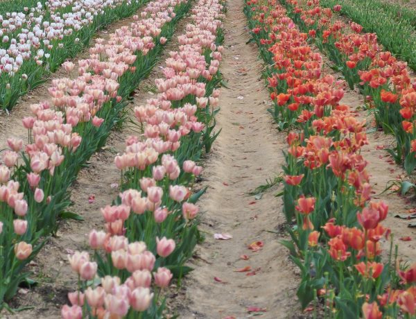 There are rows and rows of tulips at Tulipalooza that people can walk through and pick flowers from.
