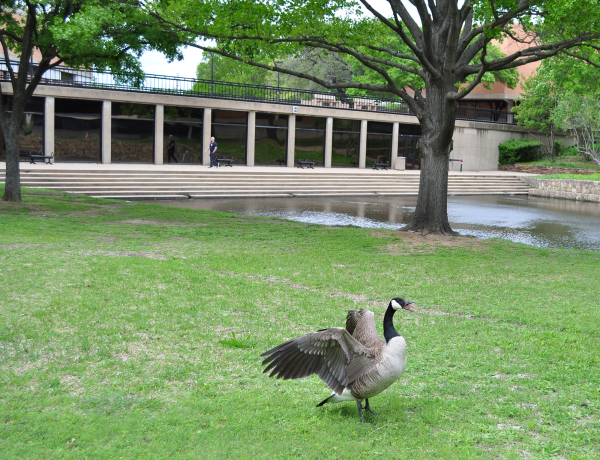 One of the many Canada geese at Richland. They are territorial and when nesting will attack anyone who gets too close.