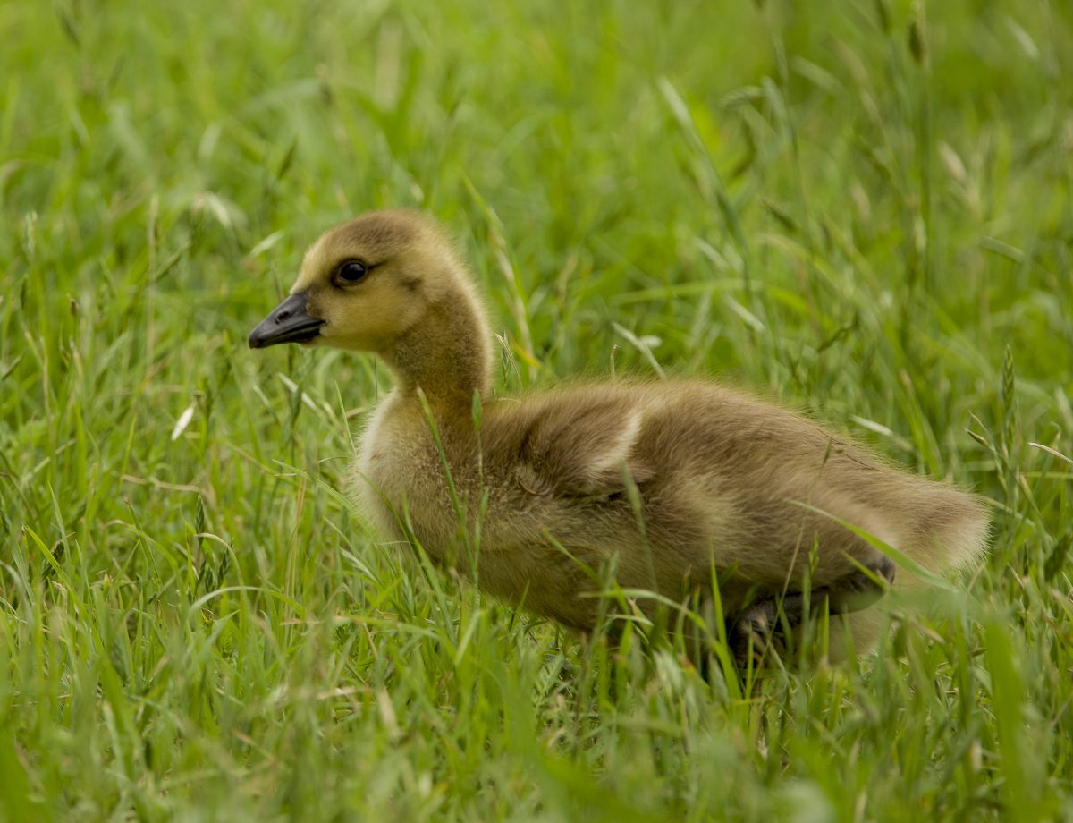 Richland’s geese welcome new arrivals
