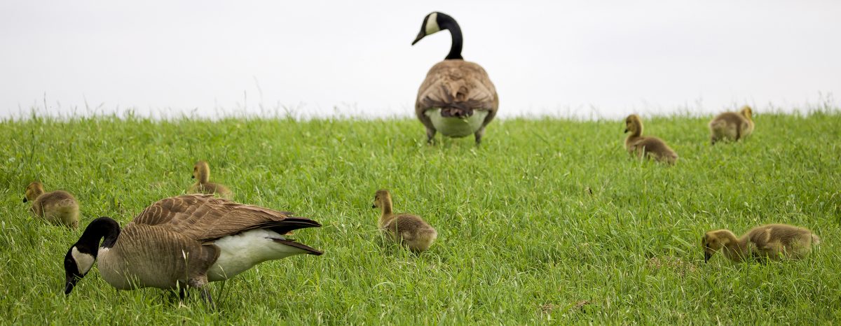 Baby goslings exploring the campus while the adult Canada geese keep a watchful eye on the hatchlings.