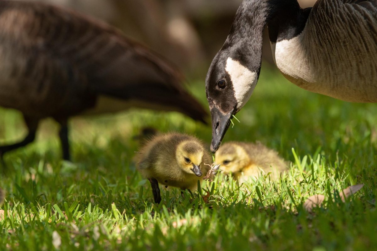 While it may be tempting to snatch up these baby birds, be sure to maintain a safe distance to avoid startling the flock or getting honked at by the larger geese. 
