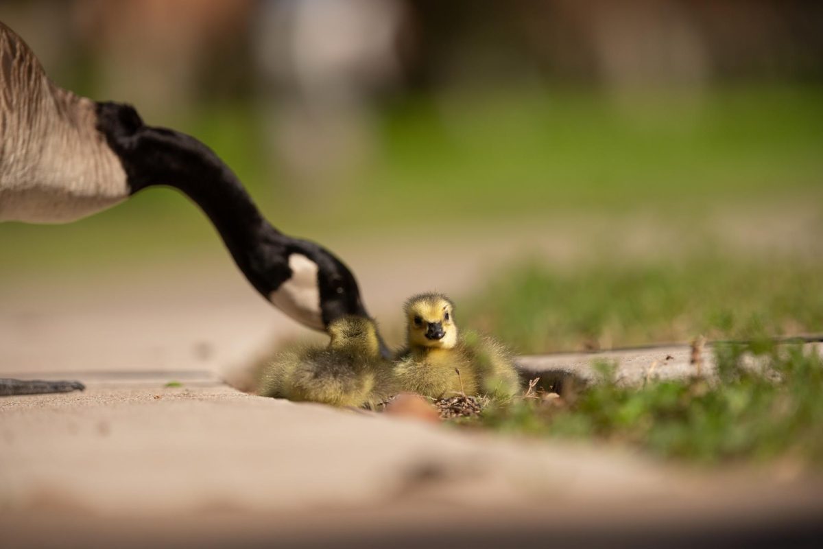 A mother goose removes dirt from her goslings. Baby geese generally live and travel in flocks behind their mothers until they fully grow.