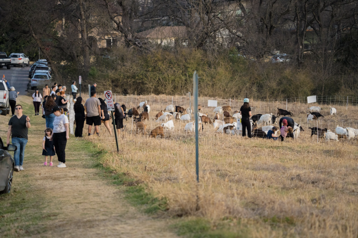 Visitors are encouraged to observe the goats as they clear the land, but touching or feeding them is strictly prohibited. 