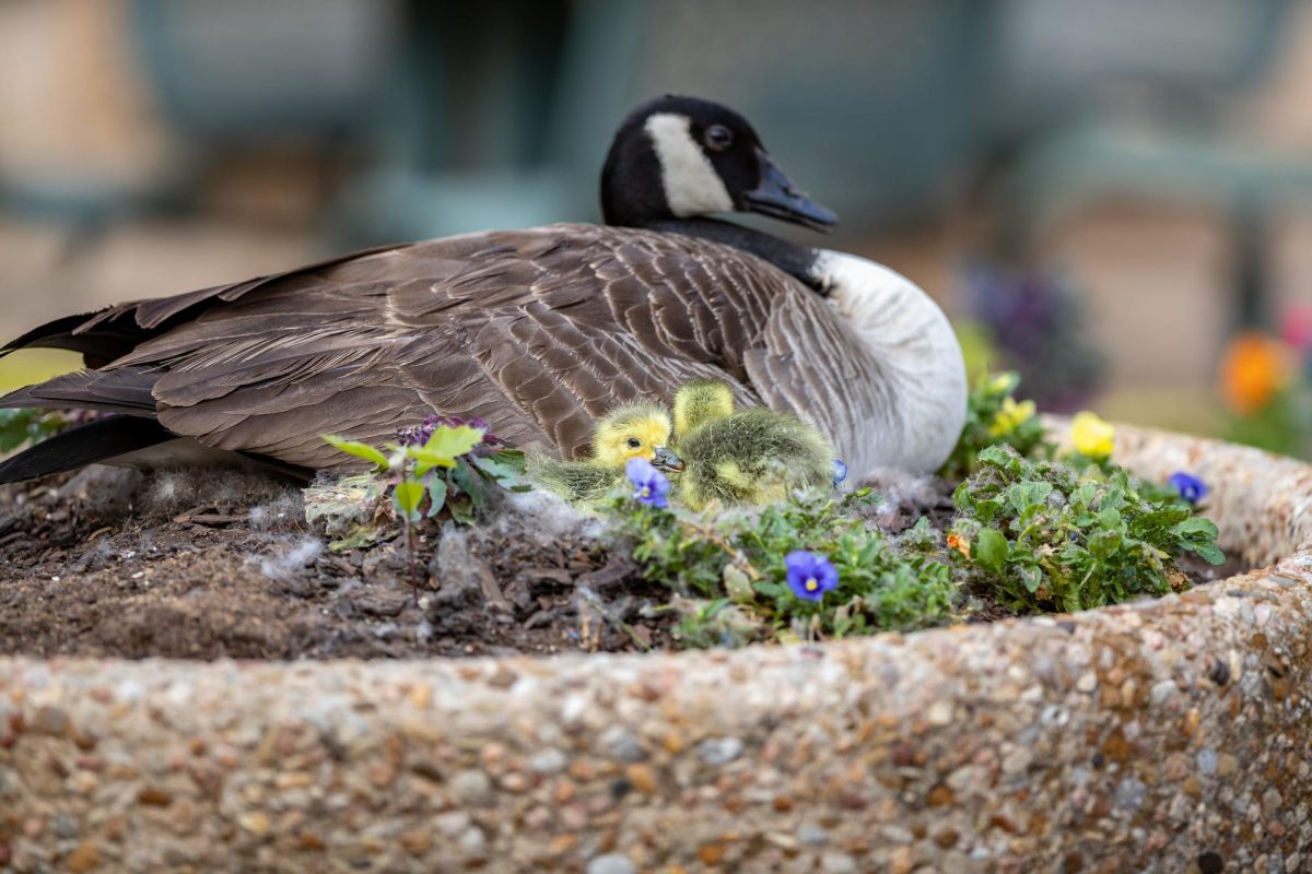 geese-27434