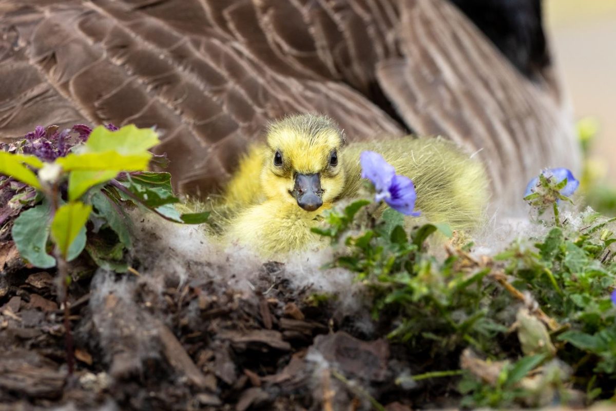 Duck, duck, gosling: A goose is born